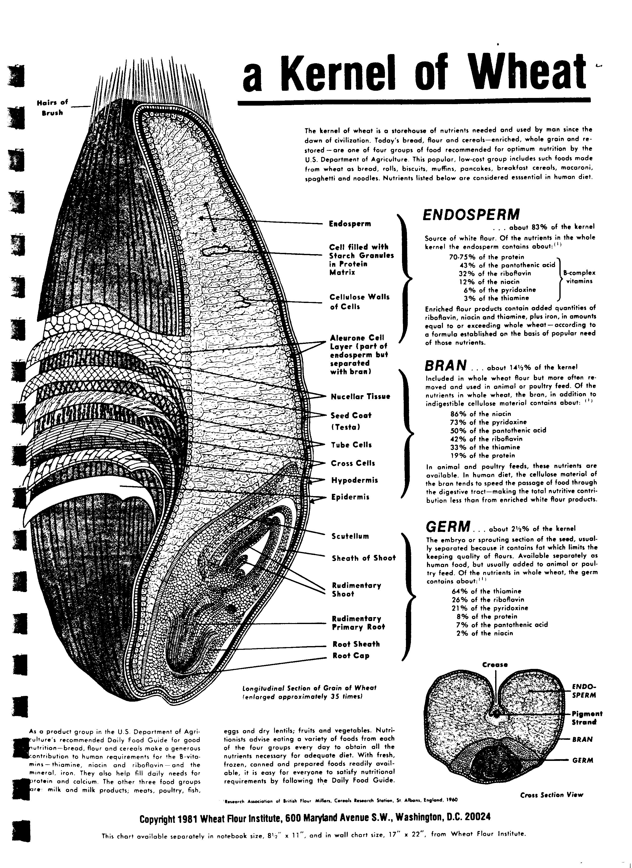 Φωτογραφία κόκκου σίτου